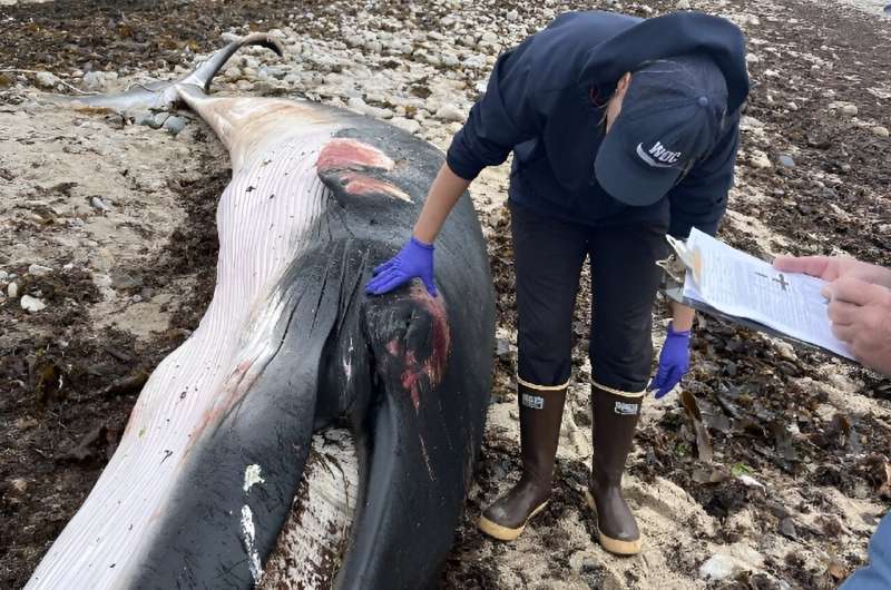 Whale and Dolphin Conservation stranding coordinator Lauren Brandkamp examines a deceased minke whale at Center Hill Preserve in Plymouth, Massachusetts