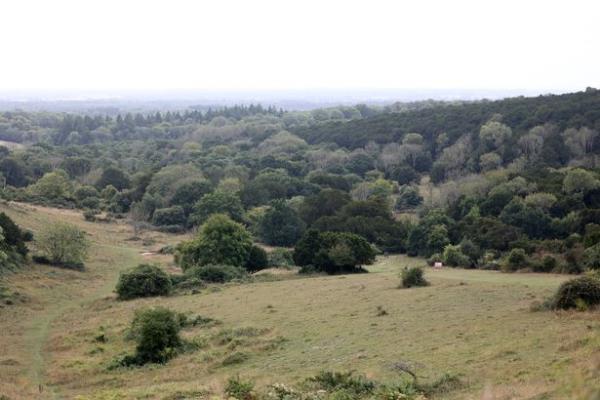 Looking down on the 2000-year-old forest of yew trees