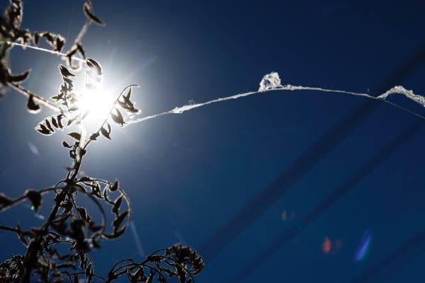 Spiders are creepily falling from the sky in California.