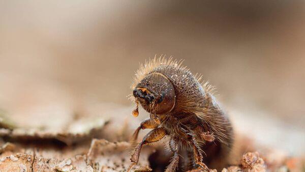 Foresters urged to be vigilant after invasive bark beetle spotted in Ireland